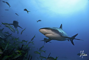 This image was taken last year while diving at Hammertime... by Steven Anderson 